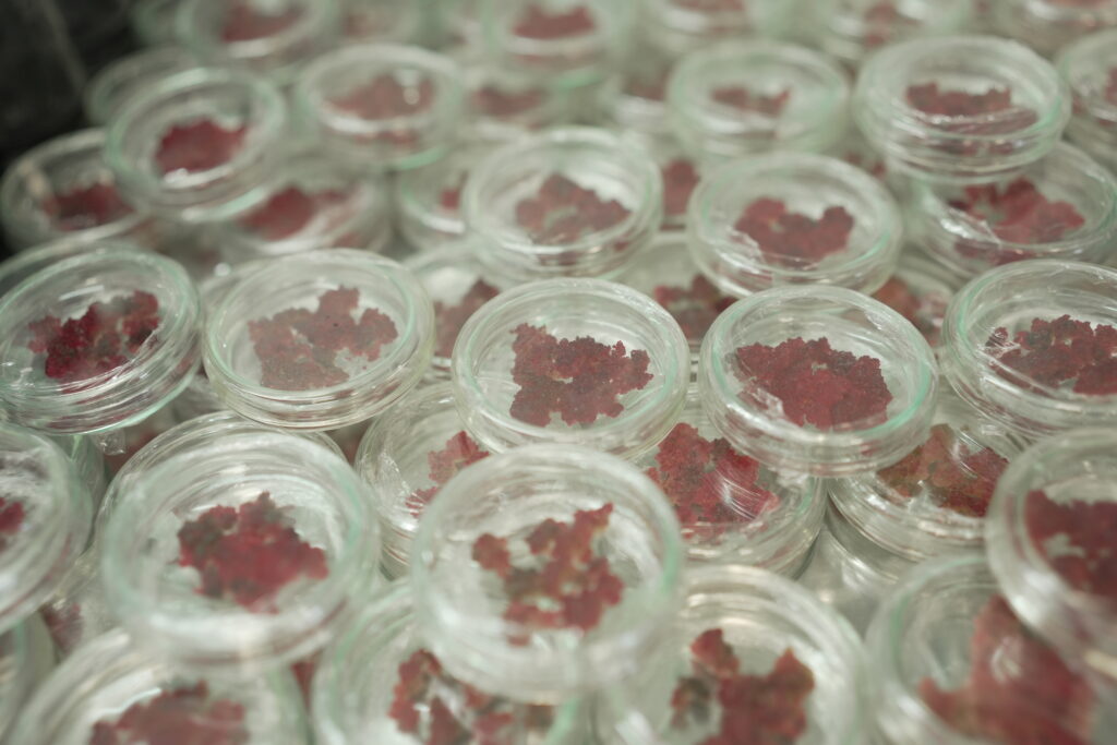 Células madre vegetales, callos vegetales, cultivo de tejidos vegetales para biofábricas celulares