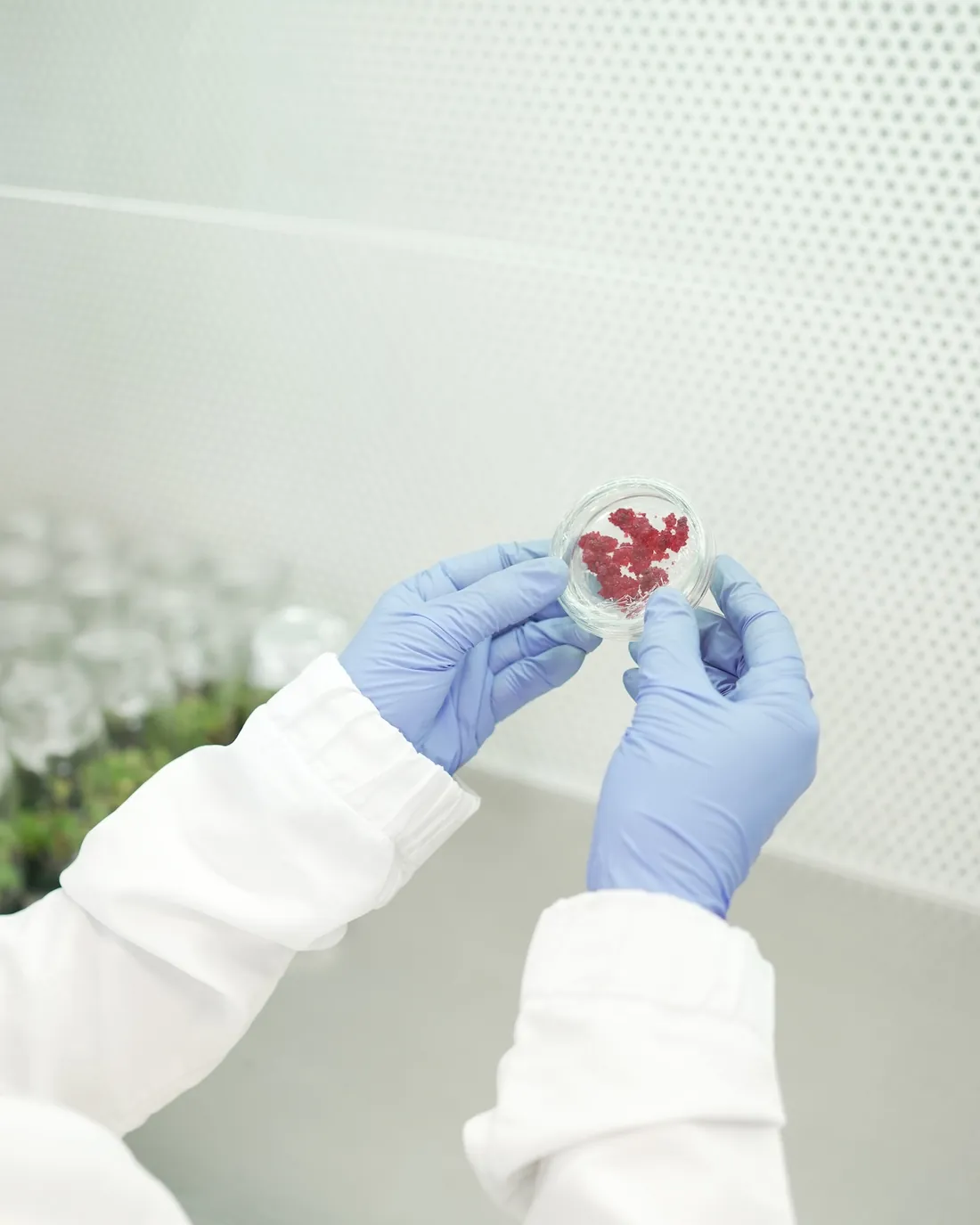 Manos con guantes sostienen una caja de Petri con tejido vegetal rojo cultivado in vitro.
