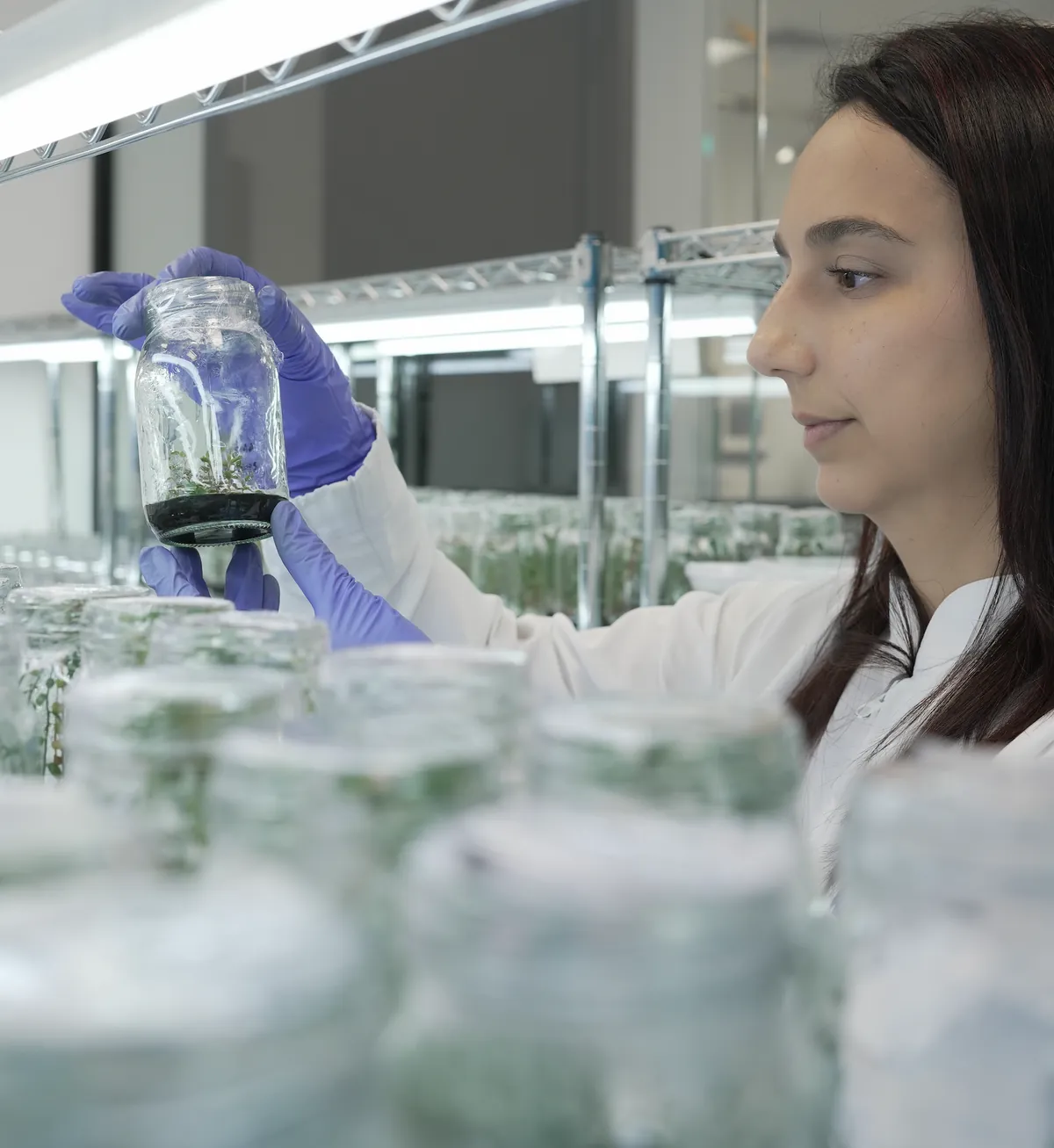 Investigadora observa un frasco con plántulas cultivadas in vitro frente a una estantería de cultivos.
